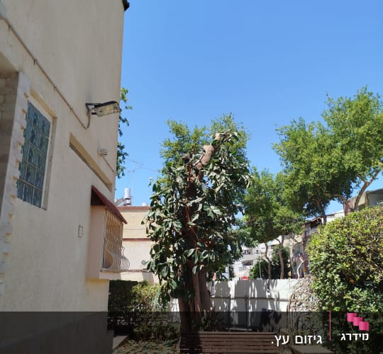 עץ פיקוס שעבר גיזום והקטנת נוף בחצר לצד בניין מגורים